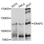 Western blot analysis of extracts of various cell lines, using ERAP2 antibody (abx124127) at 1/1000 dilution.