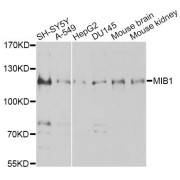 Western blot analysis of extracts of various cell lines, using MIB1 antibody (abx124134) at 1/1000 dilution.