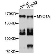 Western blot analysis of extracts of various cell lines, using MYO1A antibody (abx124140) at 1/1000 dilution.