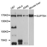 Western blot analysis of extracts of various cell lines, using SUPT5H antibody (abx124156) at 1/1000 dilution.