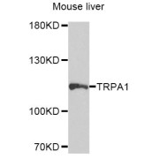 Western blot analysis of extracts of mouse liver, using TRPA1 antibody (abx124163) at 1/1000 dilution.