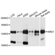 Western blot analysis of extracts of various cell lines, using NRD1 antibody (abx124166) at 1/1000 dilution.