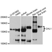 Western blot analysis of extracts of various cell lines, using CHL1 antibody (abx124185) at 1/1000 dilution.