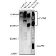 Western blot analysis of extracts of various cell lines, using L1CAM antibody (abx124193) at 1/1000 dilution.