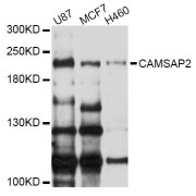 Western blot analysis of extracts of various cell lines, using CAMSAP2 Antibody (abx124228) at 1/1000 dilution.