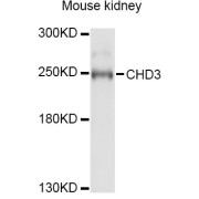 Western blot analysis of extracts of mouse kidney, using CHD3 Antibody (abx124258) at 1/1000 dilution.