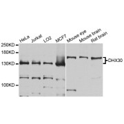 Western blot analysis of extracts of various cell lines, using DHX30 antibody (abx124271) at 1/1000 dilution.