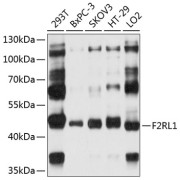 Western blot analysis of extracts of various cell lines, using F2RL1 antibody (abx124315) at 1/1000 dilution.