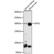 Western blot analysis of extracts of various tissue homogenates, using SSFA2 antibody (1/3000 dilution).