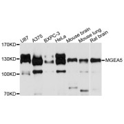 Western blot analysis of extracts of various cell lines, using MGEA5 antibody (abx124527) at 1/1000 dilution.