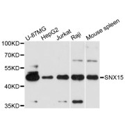 Western blot analysis of extracts of various cell lines, using SNX15 antibody (abx124619) at 1:3000 dilution.