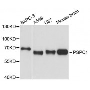 Western blot analysis of extracts of various cell lines, using PSPC1 antibody (abx124686) at 1:3000 dilution.