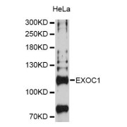 Western blot analysis of extracts of HeLa cells, using EXOC1 Antibody (abx124703) at 1:3000 dilution.