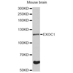 Exocyst Complex Component 1 (EXOC1) Antibody