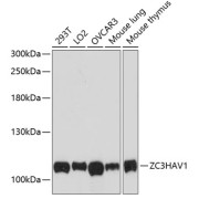 Western blot analysis of extracts of various cell lines, using ZC3HAV1 antibody (abx124715) at 1/3000 dilution.