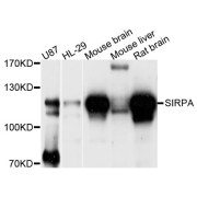 Western blot analysis of extracts of various cell lines, using SIRPA antibody (abx124885) at 1/1000 dilution.