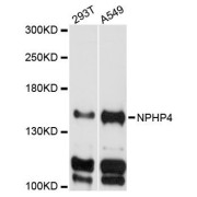 Western blot analysis of extracts of various cell lines, using NPHP4 antibody (abx124910) at 1:3000 dilution.