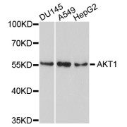 Western blot analysis of extracts of various cell lines, using AKT1 antibody (abx125043) at 1/1000 dilution.