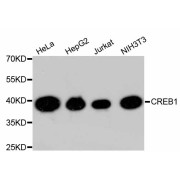 Western blot analysis of extracts of various cell lines, using CREB1 antibody (abx125321).