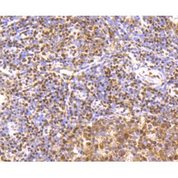 cAMP Responsive Element Binding Protein 1 (CREB1) Antibody