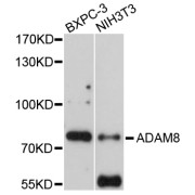 Western blot analysis of extracts of various cell lines, using ADAM8 antibody (abx125491) at 1/1000 dilution.