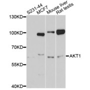 Western blot analysis of extracts of various cell lines, using AKT1 antibody (abx125510) at 1/1000 dilution.