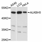 Western blot analysis of extracts of various cell lines, using ALKBH5 antibody (abx125516) at 1:3000 dilution.