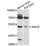Western blot analysis of extracts of various cell lines, using ASIC5 antibody (abx125540) at 1/1000 dilution.