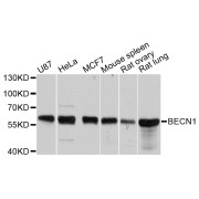 Western blot analysis of extracts of various cell lines, using BECN1 antibody (abx125564) at 1/1000 dilution.