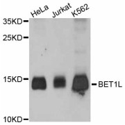 Western blot analysis of extracts of various cell lines, using BET1L antibody (abx125565) at 1:3000 dilution.