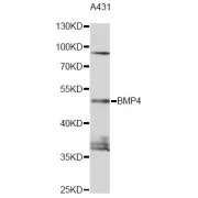 Western blot analysis of extracts of A431 cells, using BMP4 antibody (abx125568) at 1/1000 dilution.