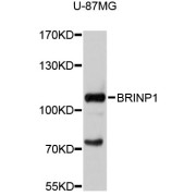 Western blot analysis of extracts of U-87MG cells, using BRINP1 antibody (abx125578) at 1/1000 dilution.