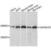 Western blot analysis of extracts of various cell lines, using CACNA1E antibody (abx125590) at 1/1000 dilution.