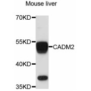 Western blot analysis of extracts of mouse liver, using CADM2 antibody (abx125595) at 1:3000 dilution.