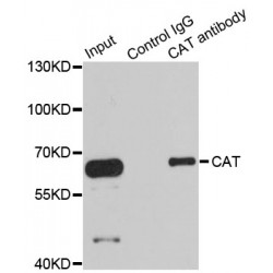 Catalase (CAT) Antibody