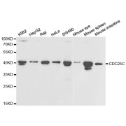 Western blot analysis of extracts of various cell lines, using CDC25C antibody (abx125641) at 1/1000 dilution.