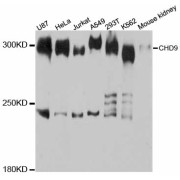 Western blot analysis of extracts of various cell lines, using CHD9 antibody (abx125666) at 1:3000 dilution.