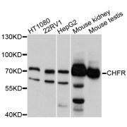 Western blot analysis of extracts of various cell lines, using CHFR antibody (abx125667) at 1/1000 dilution.