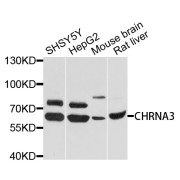 Western blot analysis of extracts of various cell lines, using CHRNA3 antibody (abx125675) at 1/1000 dilution.