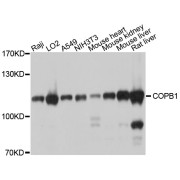 Western blot analysis of extracts of various cell lines, using COPB1 antibody (abx125701) at 1/1000 dilution.