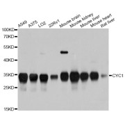 Western blot analysis of extracts of various cell lines, using CYC1 antibody (abx125738) at 1:3000 dilution.