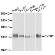 Western blot analysis of extracts of various cell lines, using CYFIP1 antibody (abx125739) at 1/1000 dilution.