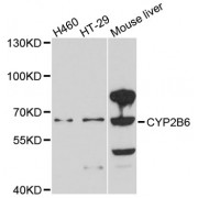 Western blot analysis of extracts of various cell lines, using CYP2B6 antibody (abx125743) at 1/1000 dilution.