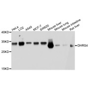 Western blot analysis of extracts of various cell lines, using DHRS4 antibody (abx125759) at 1/1000 dilution.