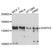 Western blot analysis of extracts of various cell lines, using DIAPH3 antibody (abx125761) at 1/1000 dilution.