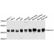 Western blot analysis of extracts of various cell lines, using DNAJA1 antibody (abx125765) at 1:3000 dilution.