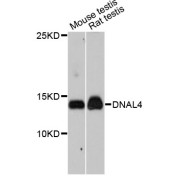 Western blot analysis of extracts of various cell lines, using DNAL4 antibody (abx125770) at 1/1000 dilution.