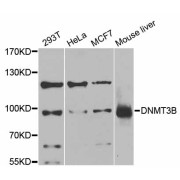 Western blot analysis of extracts of various cell lines, using DNMT3B antibody (abx125774) at 1/1000 dilution.