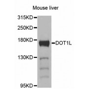 Western blot analysis of extracts of mouse liver, using DOT1L antibody (abx125777) at 1/1000 dilution.