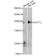 Western blot analysis of extracts of various cell lines, using DOT1L antibody (abx125780) at 1/500 dilution.